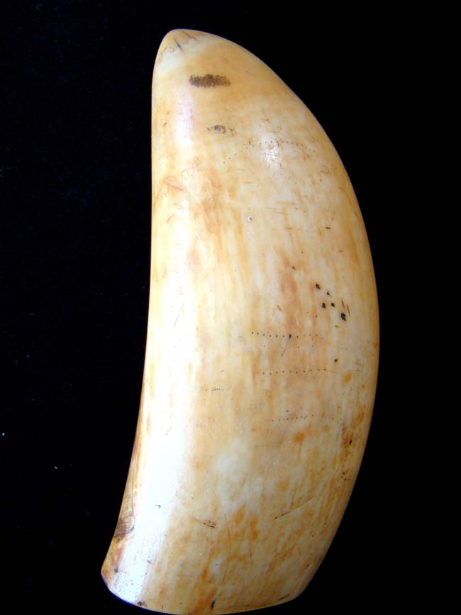 A 19th century Whale's Tooth with faint traces of early scriming.